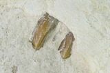 Unprepared, Oreodont (Merycoidodon) Jaw Section - South Dakota #136028-1